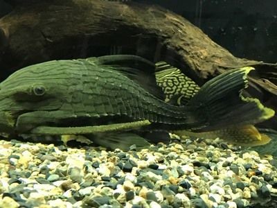 綠皮皇冠豹魚適宜水溫范圍：如何判斷綠皮皇冠豹魚健康，綠皮皇冠豹魚繁殖技巧分享