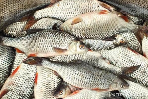 魚缸疾病預防方法：魚缸疾病預防措施