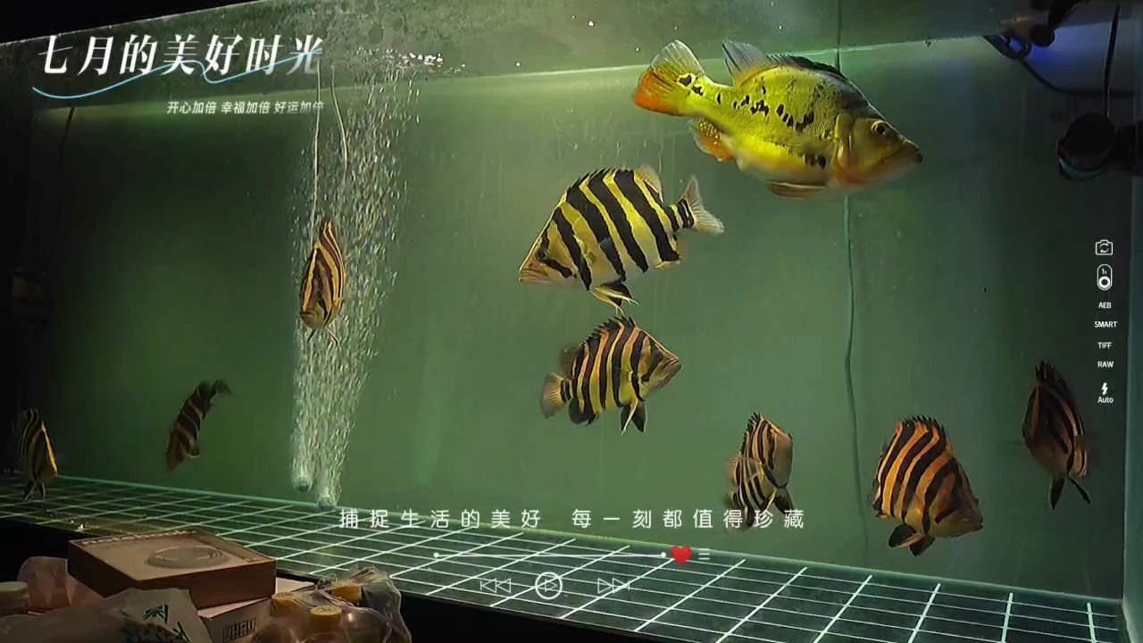 打卡下班，結束養魚佬的一天[haqian]