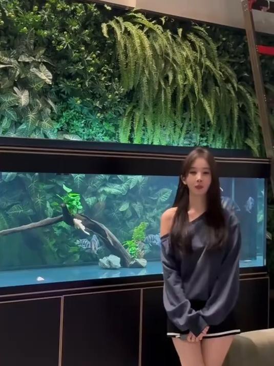 有哪些適合初學者的龍魚配魚？