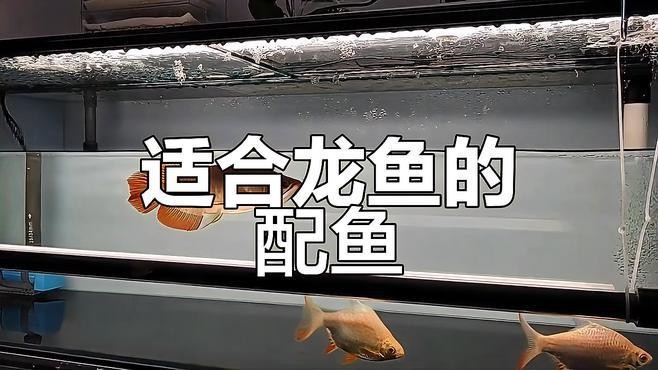 有哪些適合初學者的龍魚配魚？