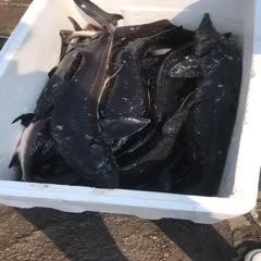 鱘龍魚多少錢一斤2017 鱘龍魚多少錢一斤2017 龍魚百科 第12張