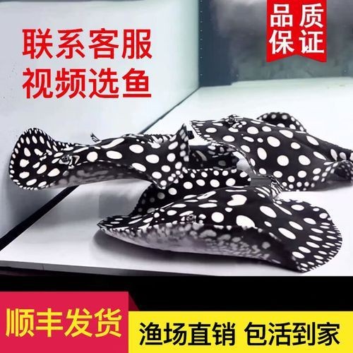 魟魚黑金品種圖片 魟魚黑金品種圖片 龍魚論壇 第11張