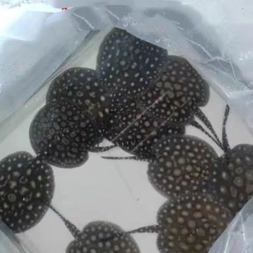 魟魚黑金品種圖片 魟魚黑金品種圖片 龍魚論壇 第10張
