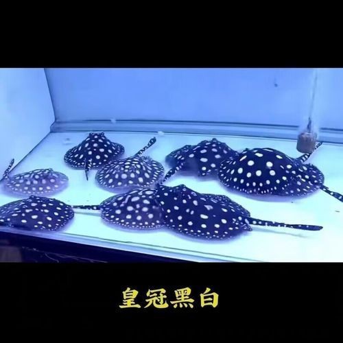 魟魚黑金品種圖片 魟魚黑金品種圖片 龍魚論壇 第15張