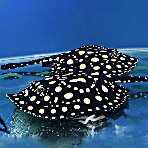 魟魚黑金品種圖片 魟魚黑金品種圖片 龍魚論壇 第16張