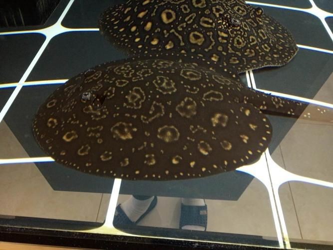 魟魚黑金品種圖片 魟魚黑金品種圖片 龍魚論壇 第22張