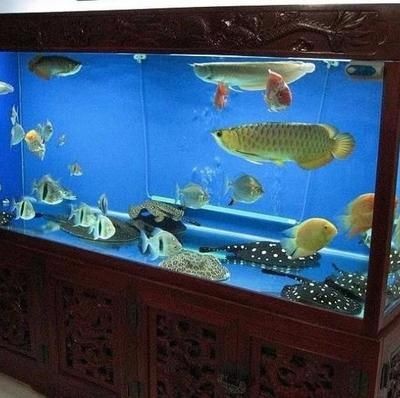 廣州大型魚缸定做的價格因素而異，水族箱養護全攻略：廣州大型魚缸定做價格