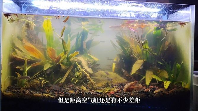 夏季魚缸養(yǎng)河蚌的注意事項(xiàng)和解決方法和解決方法：你魚缸里的河蚌還活著嗎?