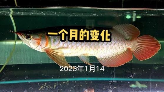 龍魚白缸還是黑缸好呢圖片