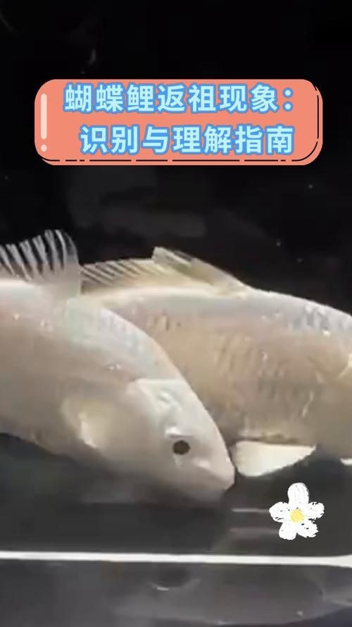 蝴蝶鯉反祖魚(yú)圖片
