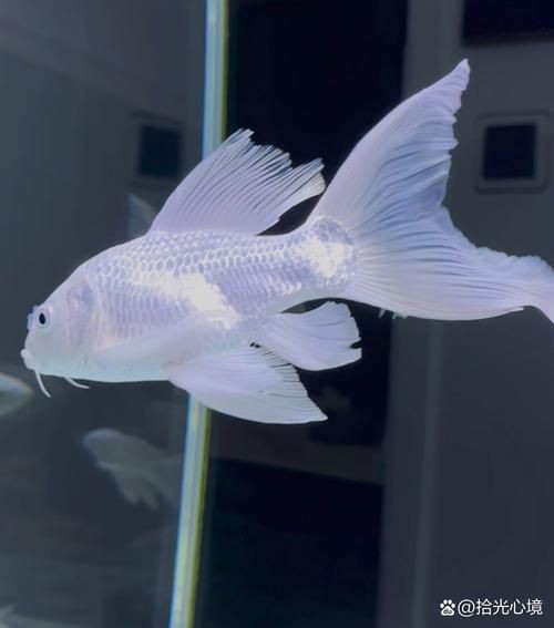 蝴蝶鯉反祖魚(yú)圖片