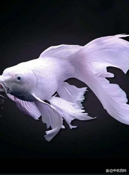 鰓蓋爛洞后魚(yú)還能活多久，如何判斷魚(yú)的鰓蓋爛洞病的嚴(yán)重程度？ 鰓蓋爛洞后魚(yú)還能活多久，如何判斷魚(yú)的鰓蓋爛洞病的嚴(yán)重程度？ 龍魚(yú)百科 第2張