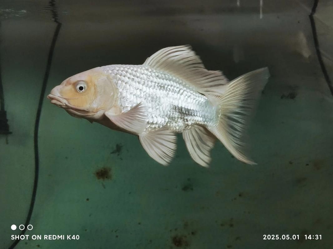 蝴蝶鯉反祖魚(yú)圖片