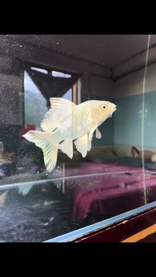 蝴蝶鯉反祖魚(yú)圖片