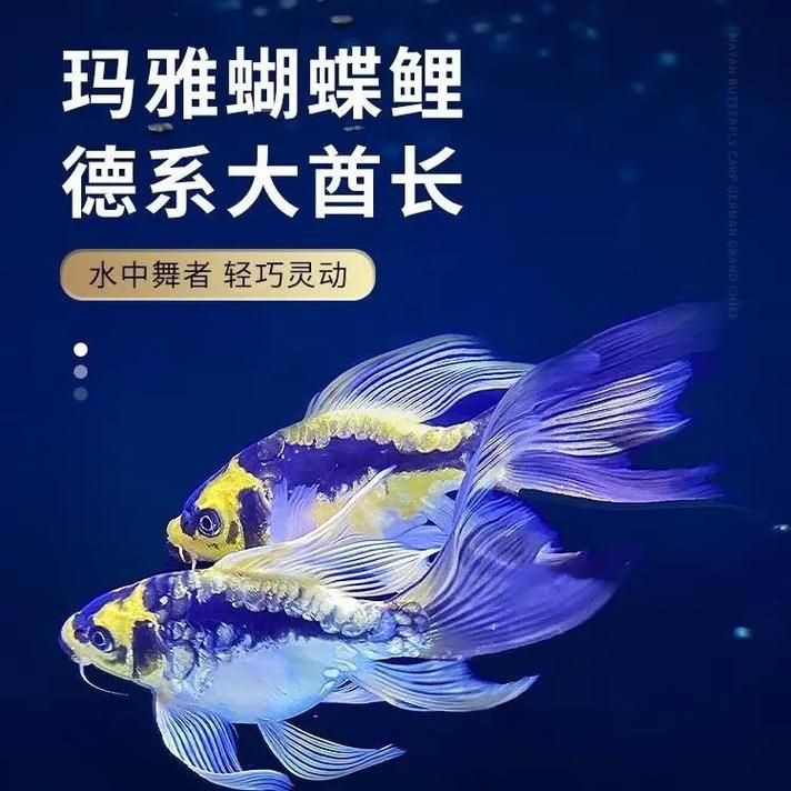 蝴蝶鯉反祖魚(yú)圖片
