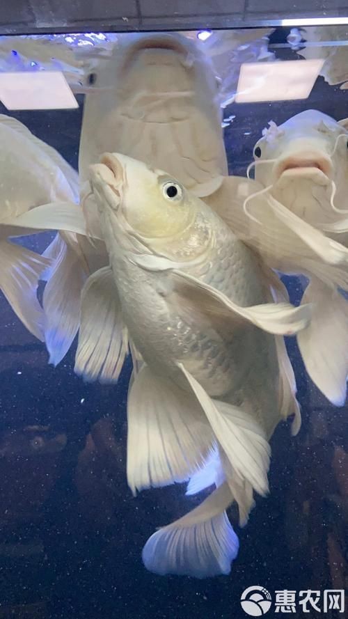 蝴蝶鯉反祖魚(yú)圖片