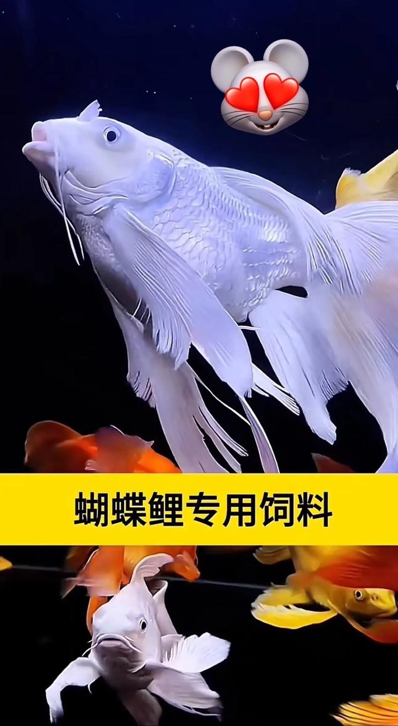 蝴蝶鯉反祖魚(yú)圖片