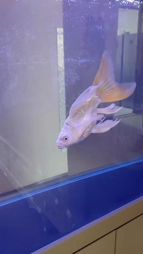 蝴蝶鯉反祖魚(yú)圖片