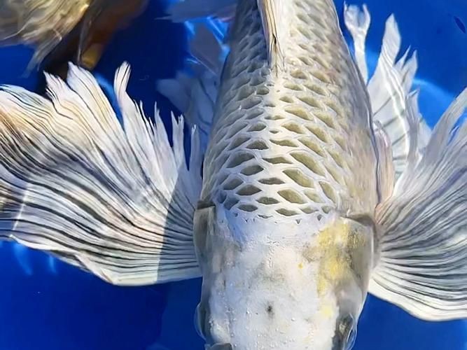 蝴蝶鯉反祖魚(yú)圖片