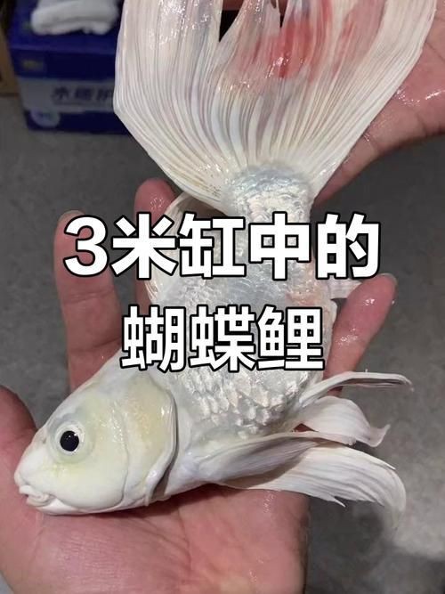 蝴蝶鯉反祖魚(yú)圖片