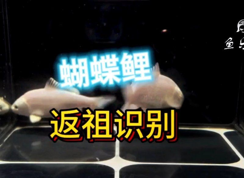蝴蝶鯉反祖魚(yú)圖片