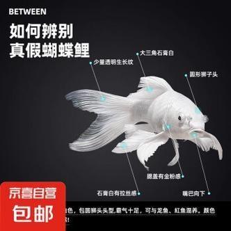 蝴蝶鯉反祖魚(yú)圖片