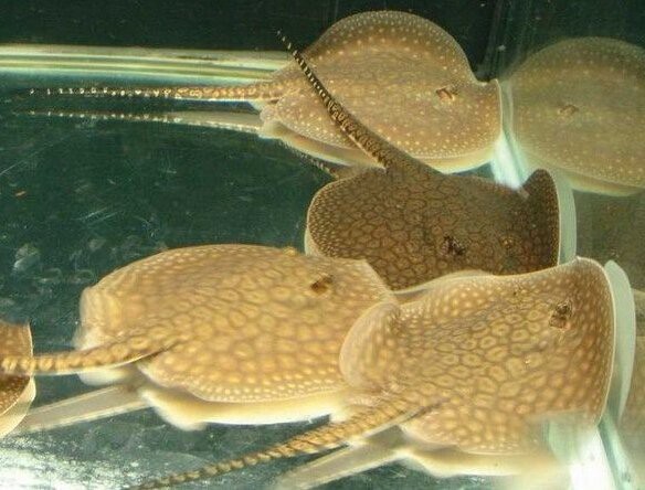 淡水觀賞魟魚的價格