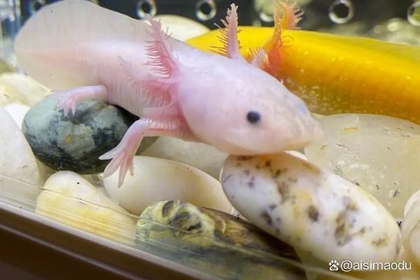 成年六角恐龍魚有多大 成年六角恐龍魚有多大 龍魚百科 第6張