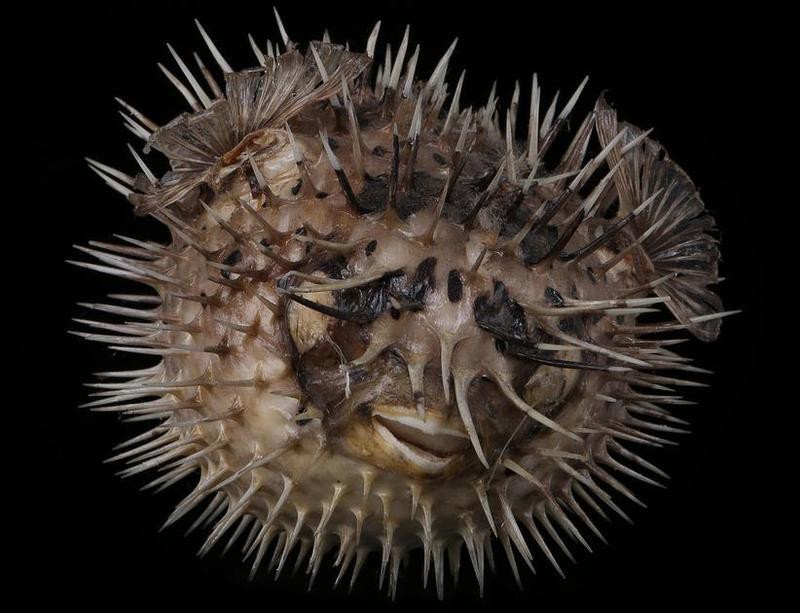福鼓魚和河豚的區別 福鼓魚和河豚的區別 龍魚論壇 第2張