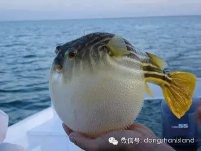 福鼓魚和河豚的區別 福鼓魚和河豚的區別 龍魚論壇 第9張