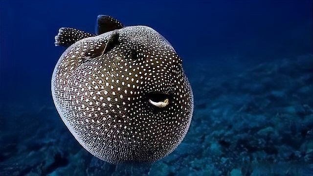 福鼓魚和河豚的區別 福鼓魚和河豚的區別 龍魚論壇 第12張