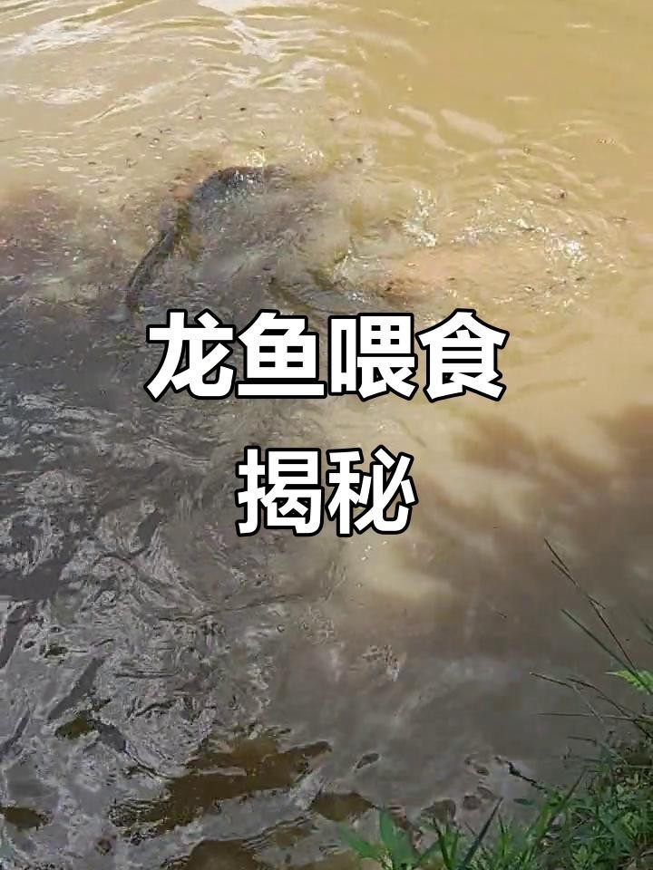 龍魚(yú)除了蟑螂還吃什么？