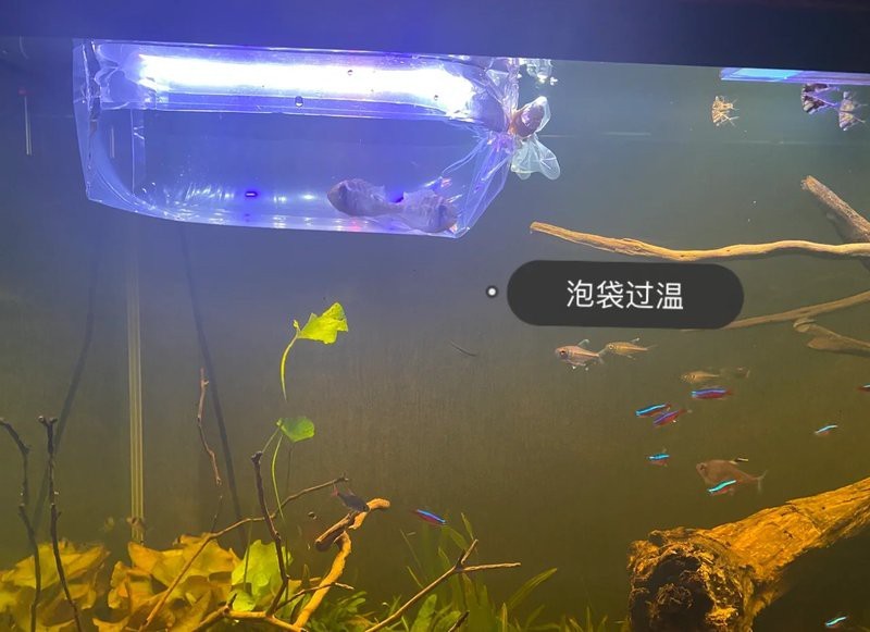 七彩和尚食土鯛兇不