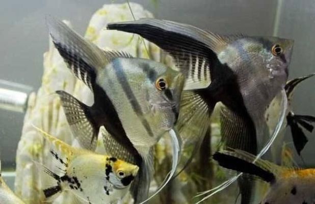 飛鳳魚常見疾病預防：如何判斷飛鳳魚是否健康,飛鳳魚疾病早期癥狀識別
