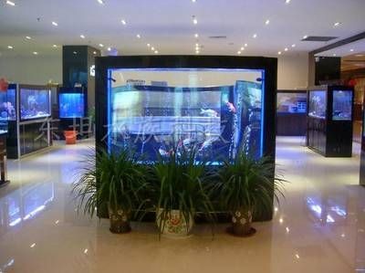 廣州水族市場的特色廣州水族市場的特色廣州水族市場：廣州賣魚缸的公司 廣州水族市場的特色廣州水族市場的特色廣州水族市場：廣州賣魚缸的公司 魚缸百科 第3張