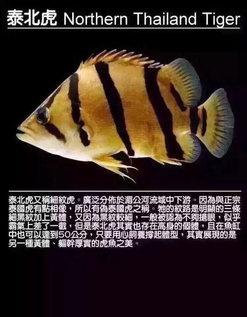虎魚最貴三個品種圖片及價格表 虎魚最貴三個品種圖片及價格表 龍魚論壇 第11張