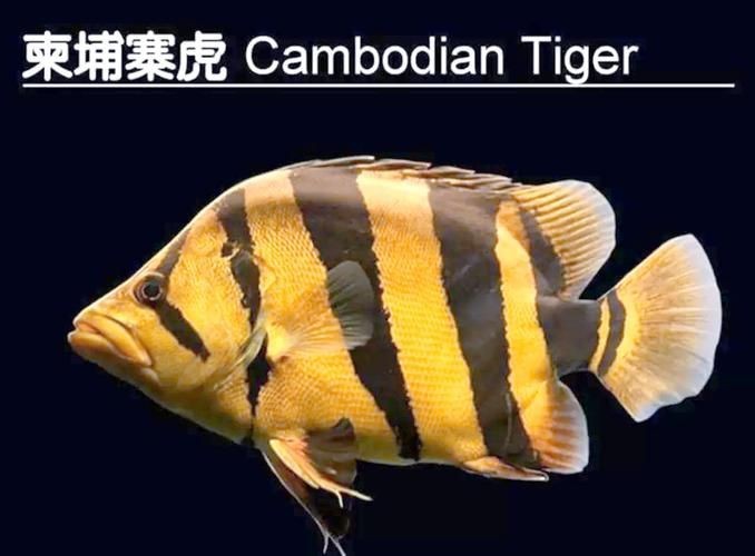 虎魚最貴三個品種圖片及價格表 虎魚最貴三個品種圖片及價格表 龍魚論壇 第15張