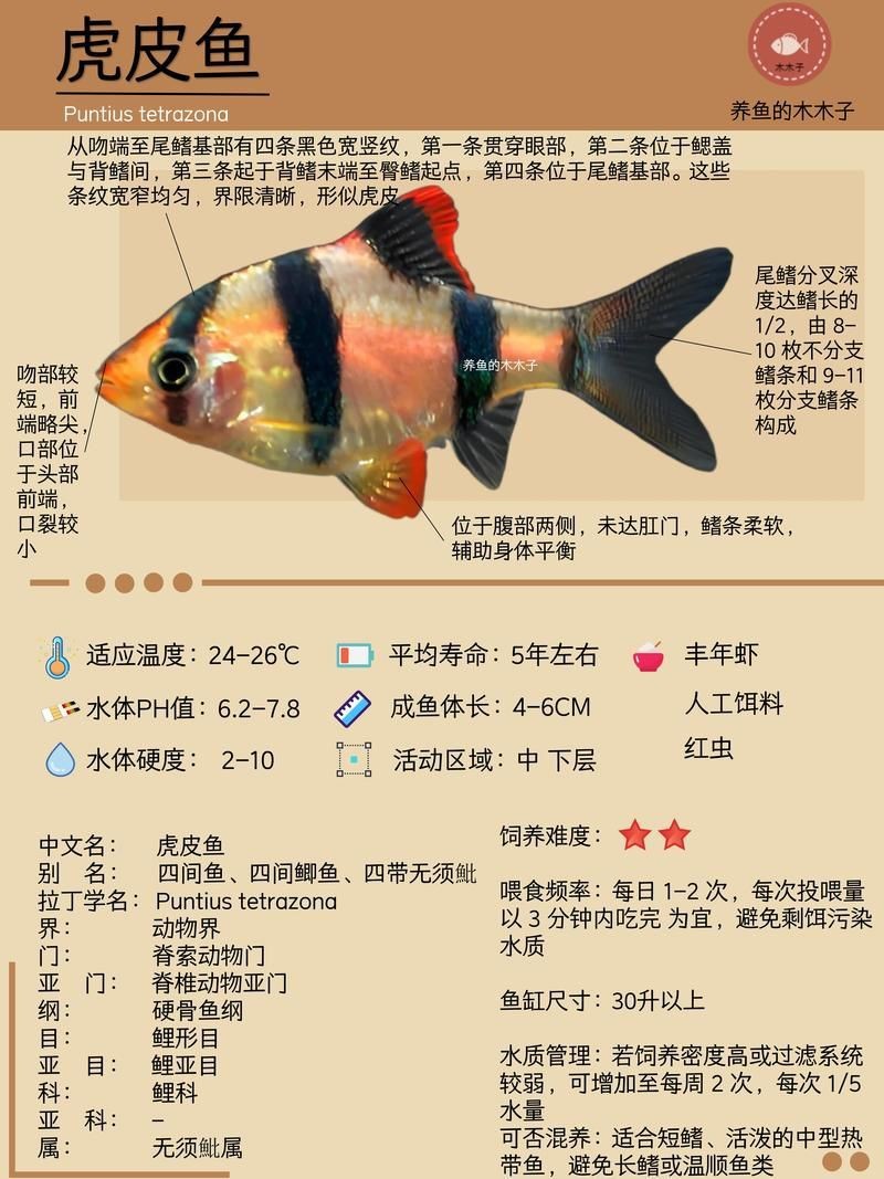 虎魚最貴三個品種圖片及價格表 虎魚最貴三個品種圖片及價格表 龍魚論壇 第14張