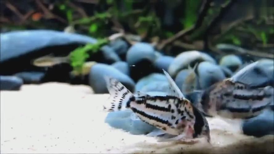 老外的鼠魚缸造景視頻：老外的鼠魚缸造景視頻詳情