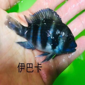 伊巴卡魚混養注意事項：伊巴卡魚在混養時需要注意多個方面以確保它們能夠與其他魚類和諧共處