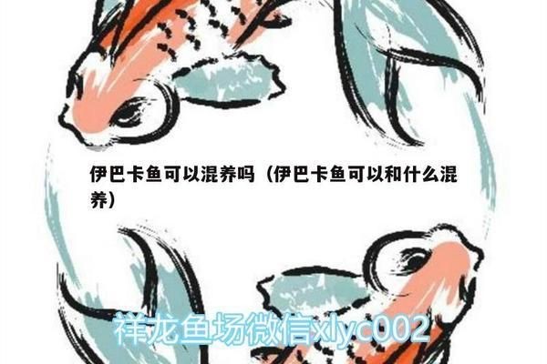 伊巴卡魚混養注意事項：伊巴卡魚在混養時需要注意多個方面以確保它們能夠與其他魚類和諧共處