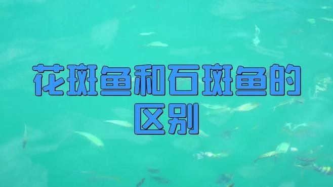 花斑魚和石斑魚的區(qū)別 花斑魚和石斑魚的區(qū)別 龍魚論壇 第1張