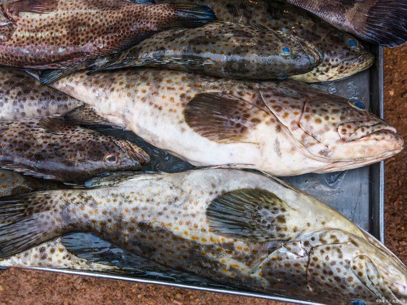 花斑魚和石斑魚的區(qū)別 花斑魚和石斑魚的區(qū)別 龍魚論壇 第5張