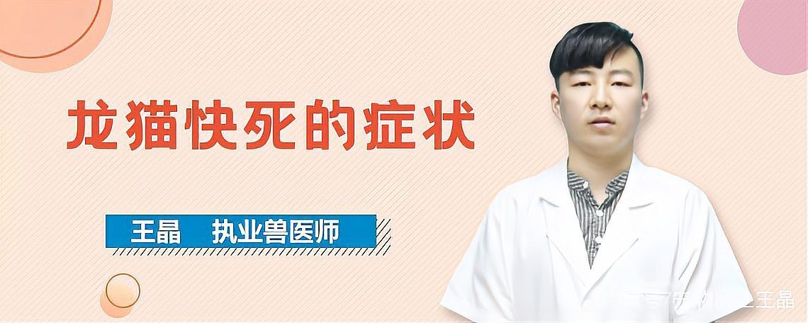 龍貓壽命一般是多久？