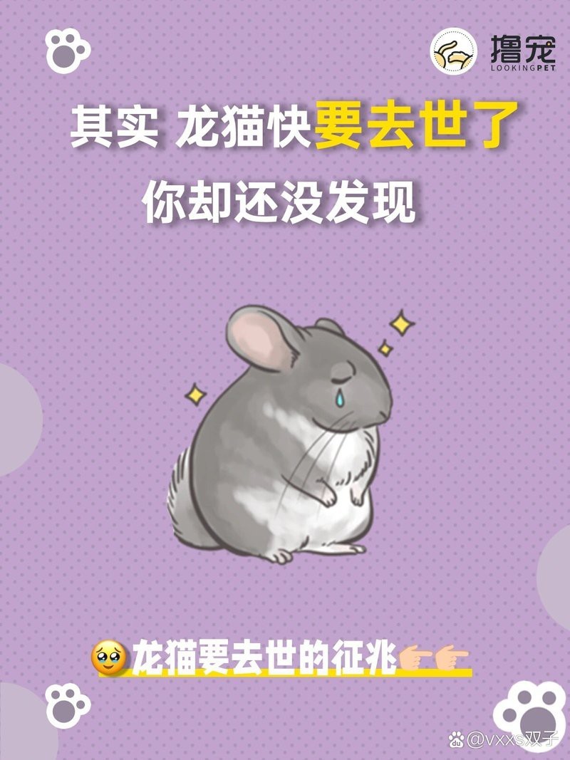 龍貓壽命一般是多久？