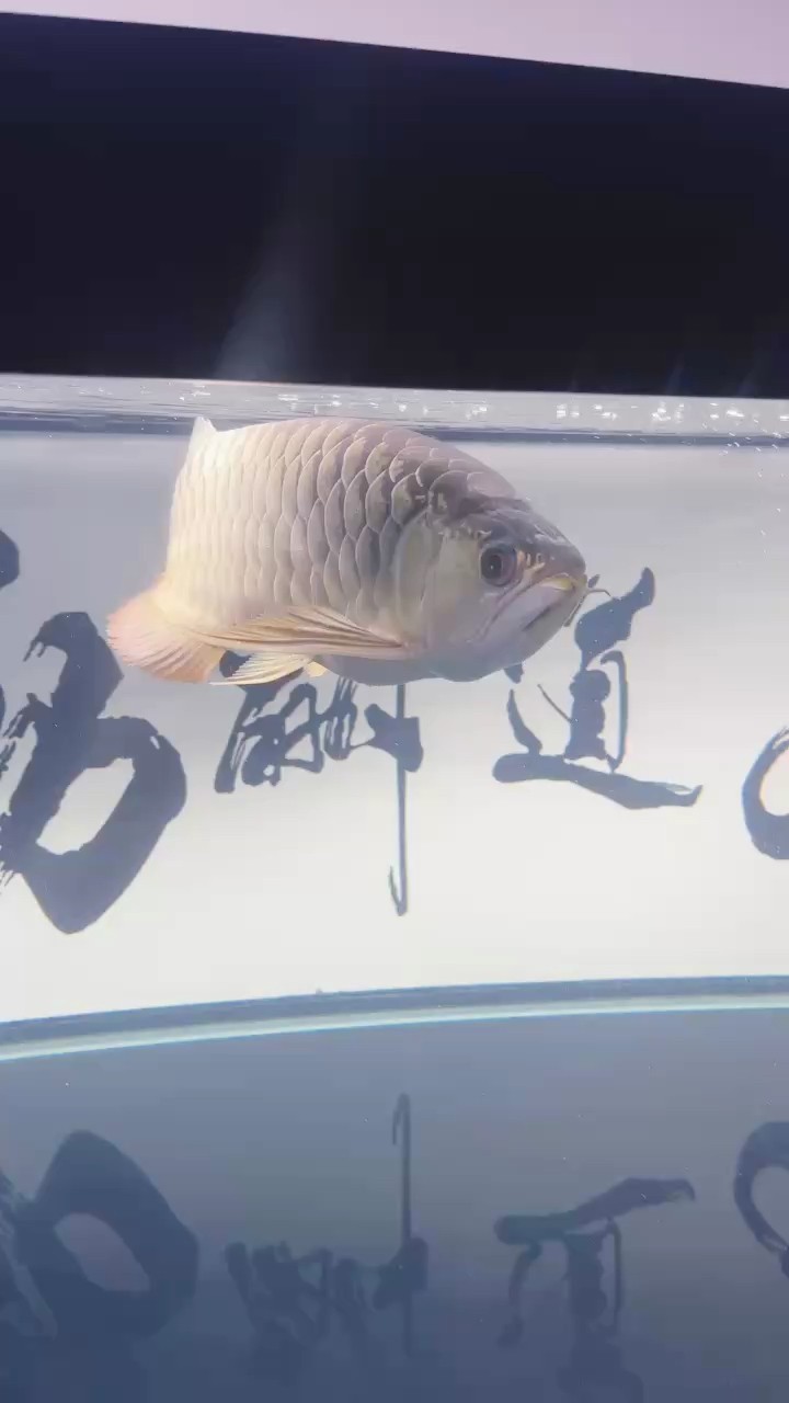 小龍27個(gè)月了