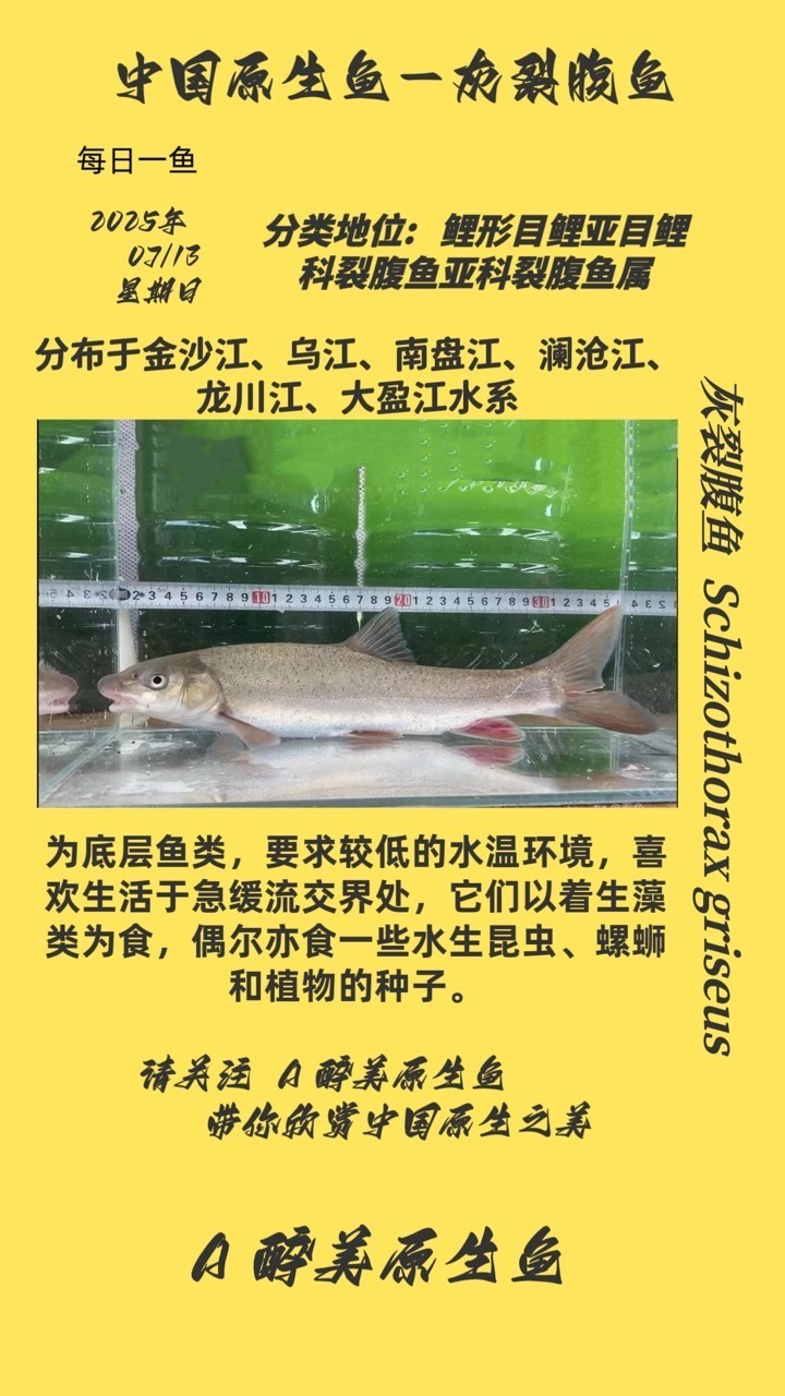 灰裂腹魚
