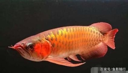 家里養(yǎng)金龍魚幾條最好：家里養(yǎng)金龍魚最佳數(shù)量取決于多個因素，家里養(yǎng)金龍魚幾條最好