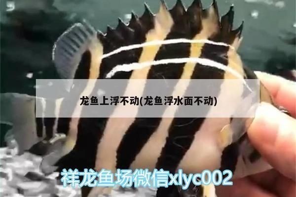 仟湖魚缸是哪里生產的：仟湖魚缸的市場評價如何